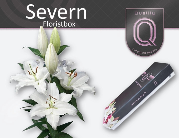 <h4>LI OR SEVERN FLORISTBOX 5+</h4>