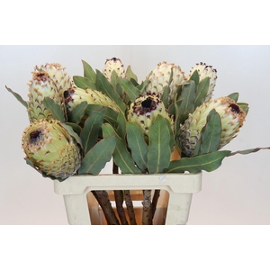 Protea Barbigera Ice Queen Air