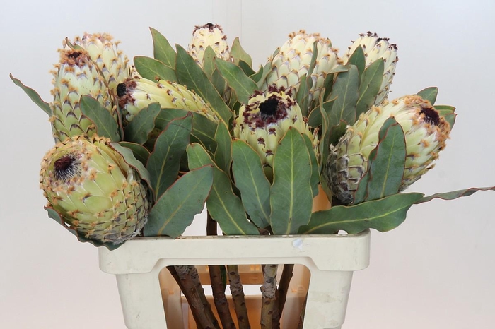 <h4>Protea Barbigera Ice Queen Air</h4>