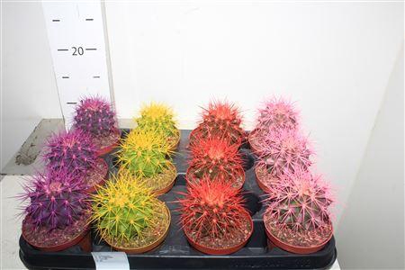 <h4>Echinoc Grusonii</h4>