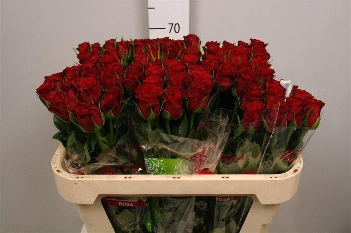 <h4>R Gr Furiosa</h4>