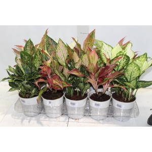 AGLAONEMA VARIADA P12
