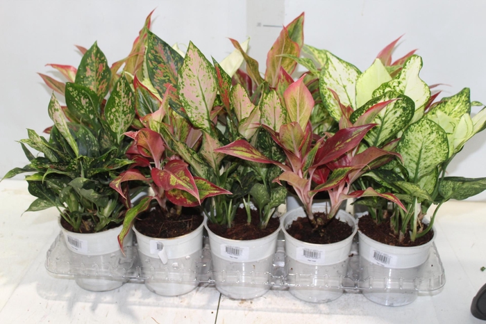 <h4>AGLAONEMA VARIADA P12</h4>