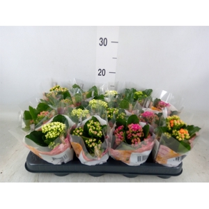 Kalanchoe blos. 'RoyalDon'   ..mix