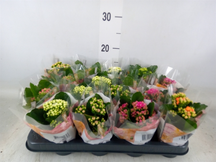 <h4>Kalanchoe blos. 'RoyalDon'   ..mix</h4>