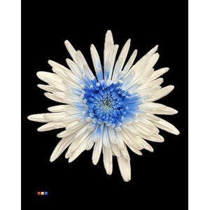 Chr G Ana White + Blue