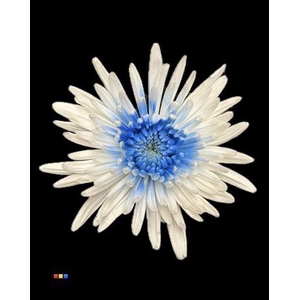 Chr G Ana White + Blue