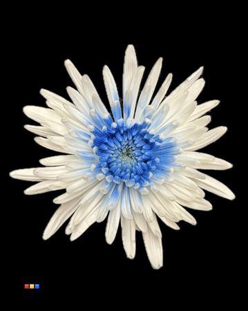 <h4>Chr G Ana White + Blue</h4>