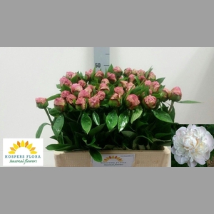 PAEO L GARDENIA