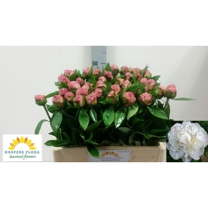 PAEO L GARDENIA