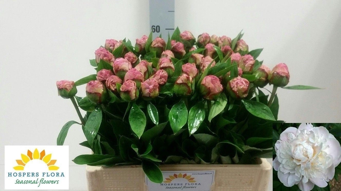 <h4>PAEO L GARDENIA</h4>