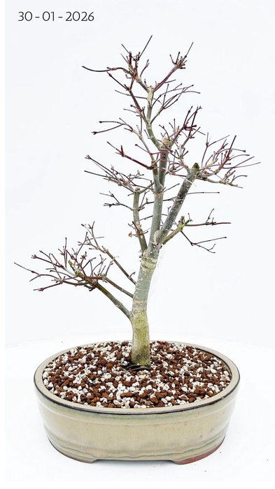 <h4>Acer palmatum deshojo, pot 27cm.</h4>