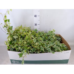 Hedera helix 'White Wonder'
