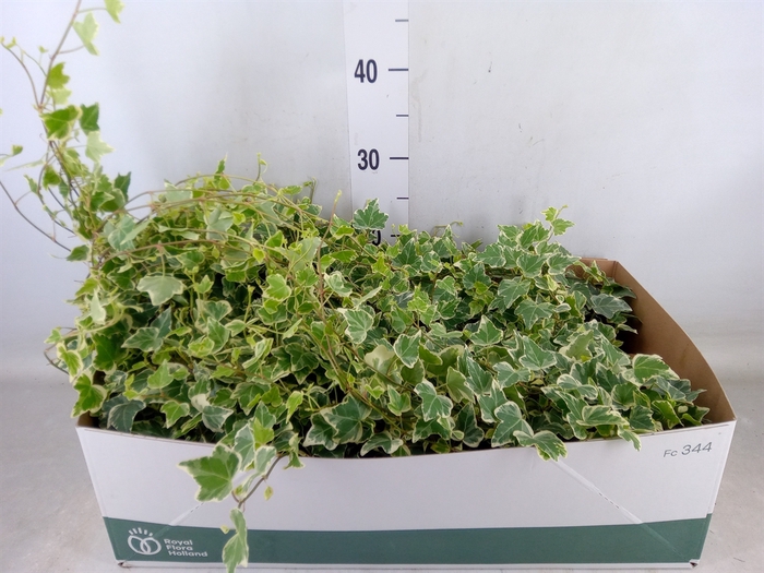 <h4>Hedera helix 'White Wonder'</h4>
