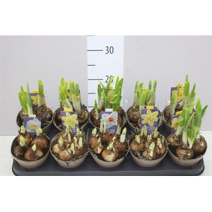 Narcis Gemengd 5 Soorten