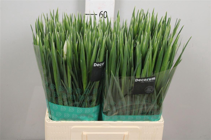 <h4>Iris White Magic</h4>