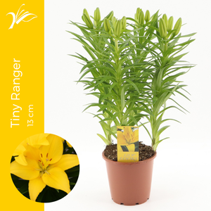 Lilium Tiny Ranger 13 cm (az. lelie)