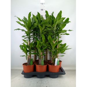 Dracaena frag. 'Steudneri'