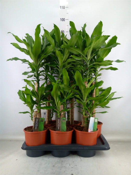 <h4>Dracaena frag. 'Steudneri'</h4>