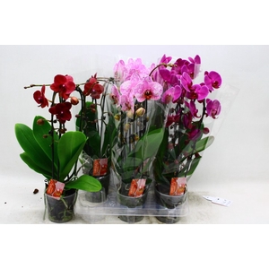 PHAL EL CASCADE