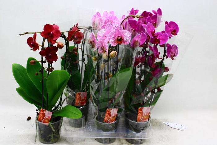 <h4>PHAL EL CASCADE</h4>