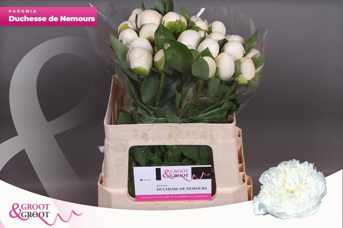 <h4>PAEO L DUCHES D NEMO</h4>