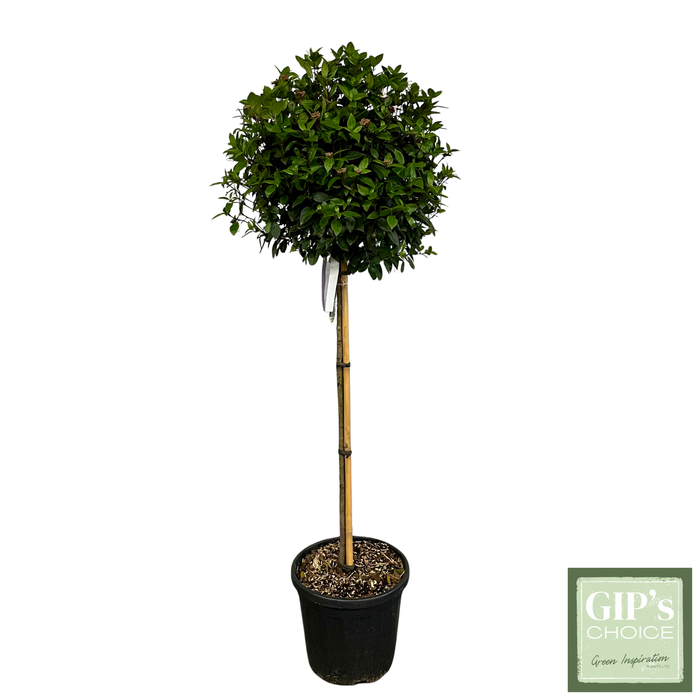 <h4>Viburnum tinus 'Eve Price' 1/2 Stem Clt20</h4>