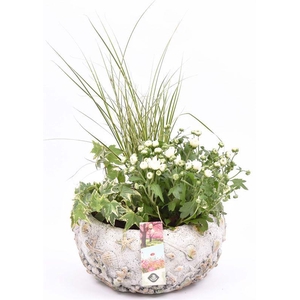 Cement schaal schelpendecor 18-20cm