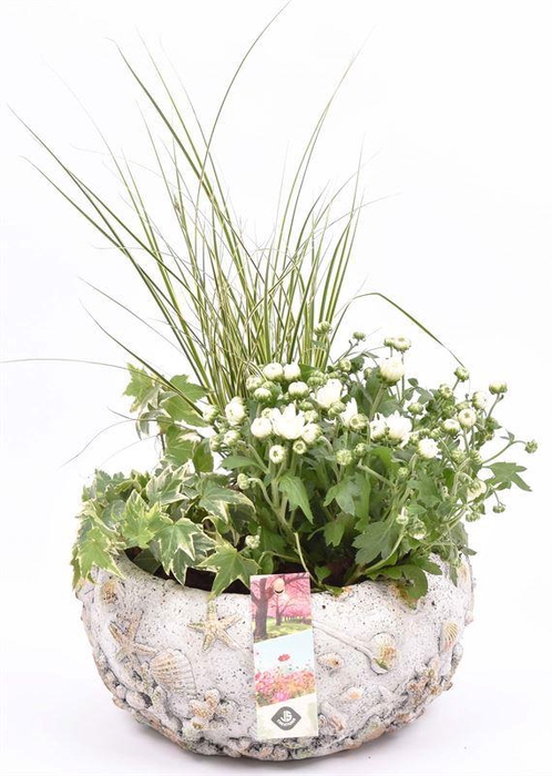 <h4>Cement schaal schelpendecor 18-20cm</h4>