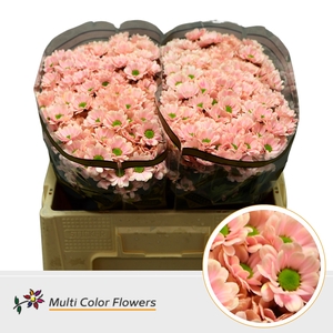 Chr S Bowie Soft Peach