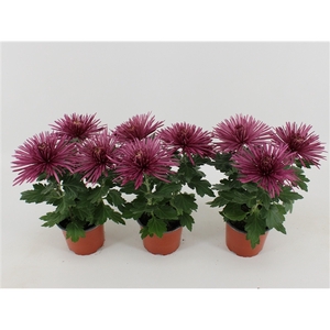 Chrysant Anastasia Lilac