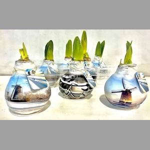 Bloembol Hipp Landscape A'dam