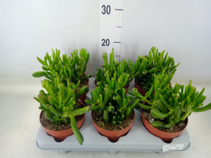 <h4>Crassula ovata 'Gollum'</h4>