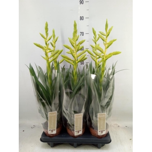 Tillandsia oerstediana