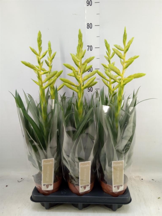 <h4>Tillandsia oerstediana</h4>