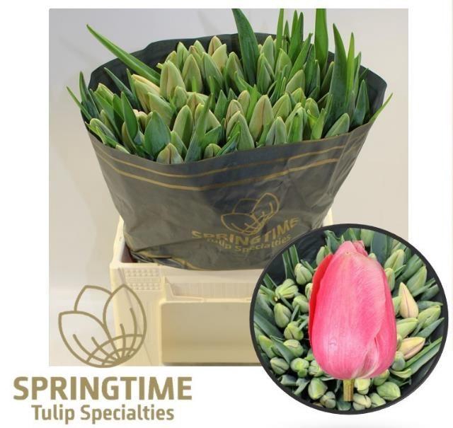 <h4>TU EN MENTON</h4>