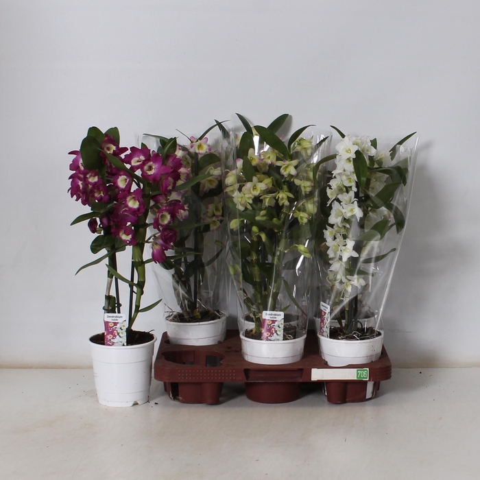 <h4>DENDR N GEM</h4>