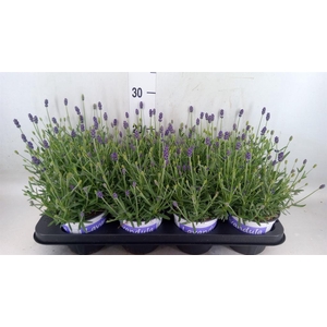 Lavandula angus. 'Hidcote'