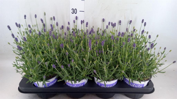 <h4>Lavandula angus. 'Hidcote'</h4>