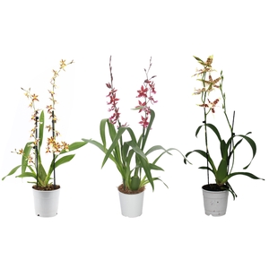 Cambria, Mix 2-spike 'Basic'