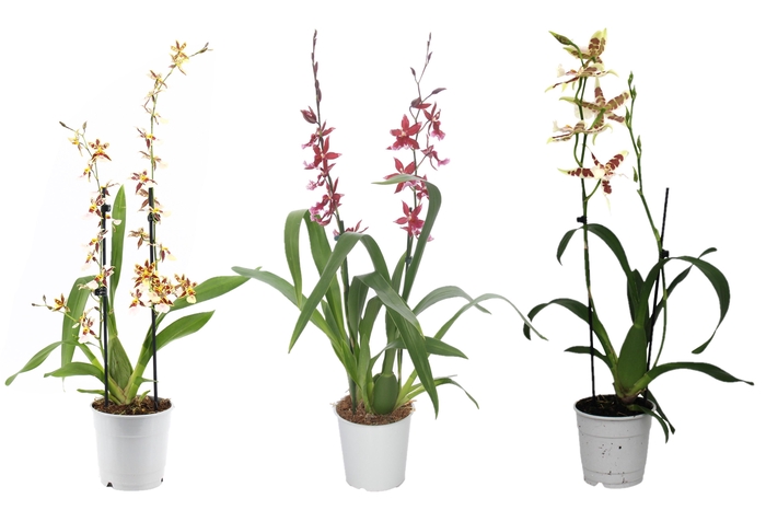 <h4>Cambria, Mix 2-spike 'Basic'</h4>