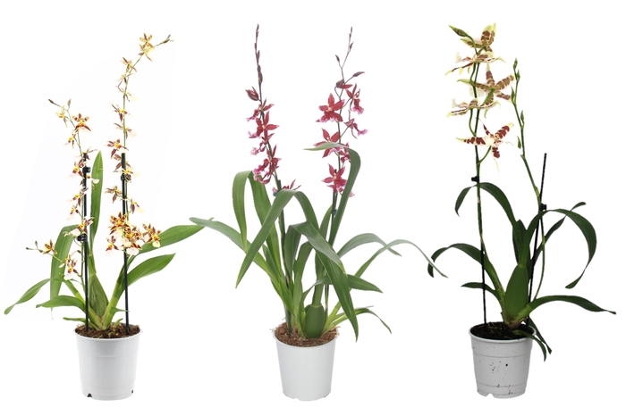 <h4>Cambria, Mix 2-spike 'Basic'</h4>