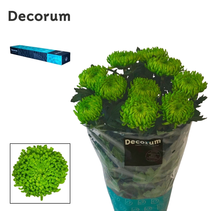 <h4>Chrysanthemum PL 'Alemani'</h4>