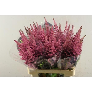 Astilbe Vision Pink (d.rose)65
