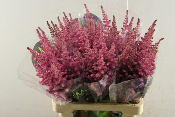 <h4>Astilbe Vision Pink (d.rose)65</h4>