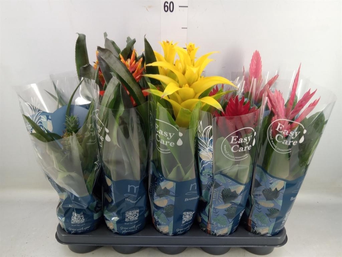 <h4>Bromelia   ...mix</h4>