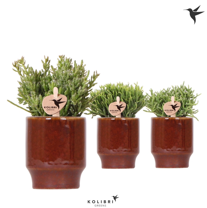 <h4>Kolibri Greens Rhipsalis mix in Classy pot red</h4>