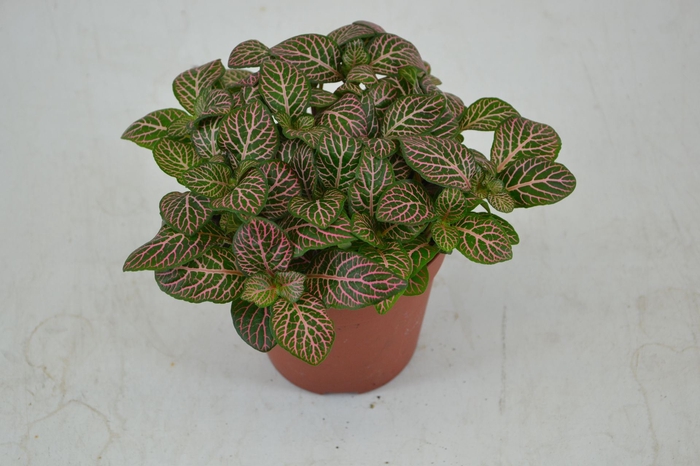 <h4>Fittonia Mosaic Mistral</h4>
