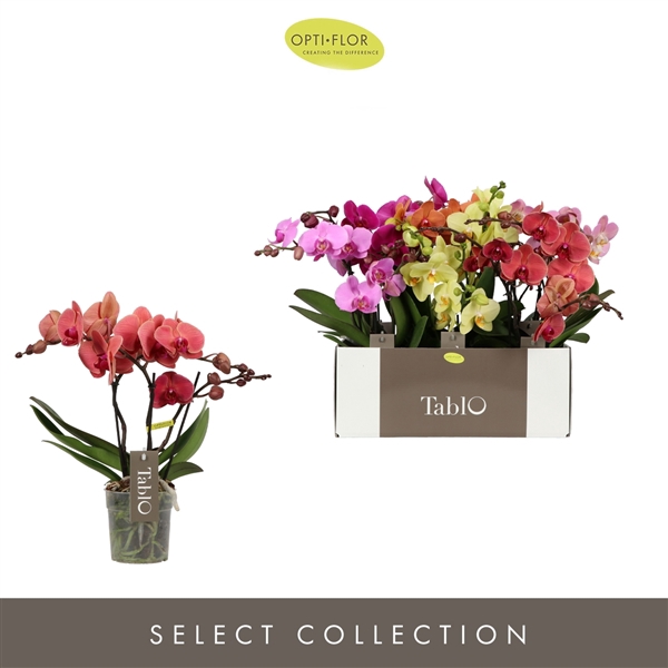 <h4>Tablo Mix 3 spike</h4>