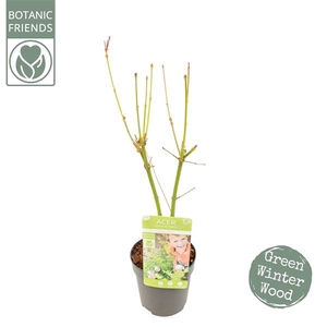 Acer palm. 'Going Green'®